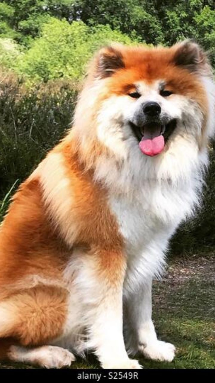 Uit respect voor de hond toon ik een internetafbeelding van het ras