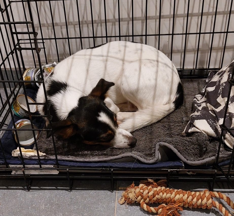 Coachbuddy Ella in haar veilige open bench