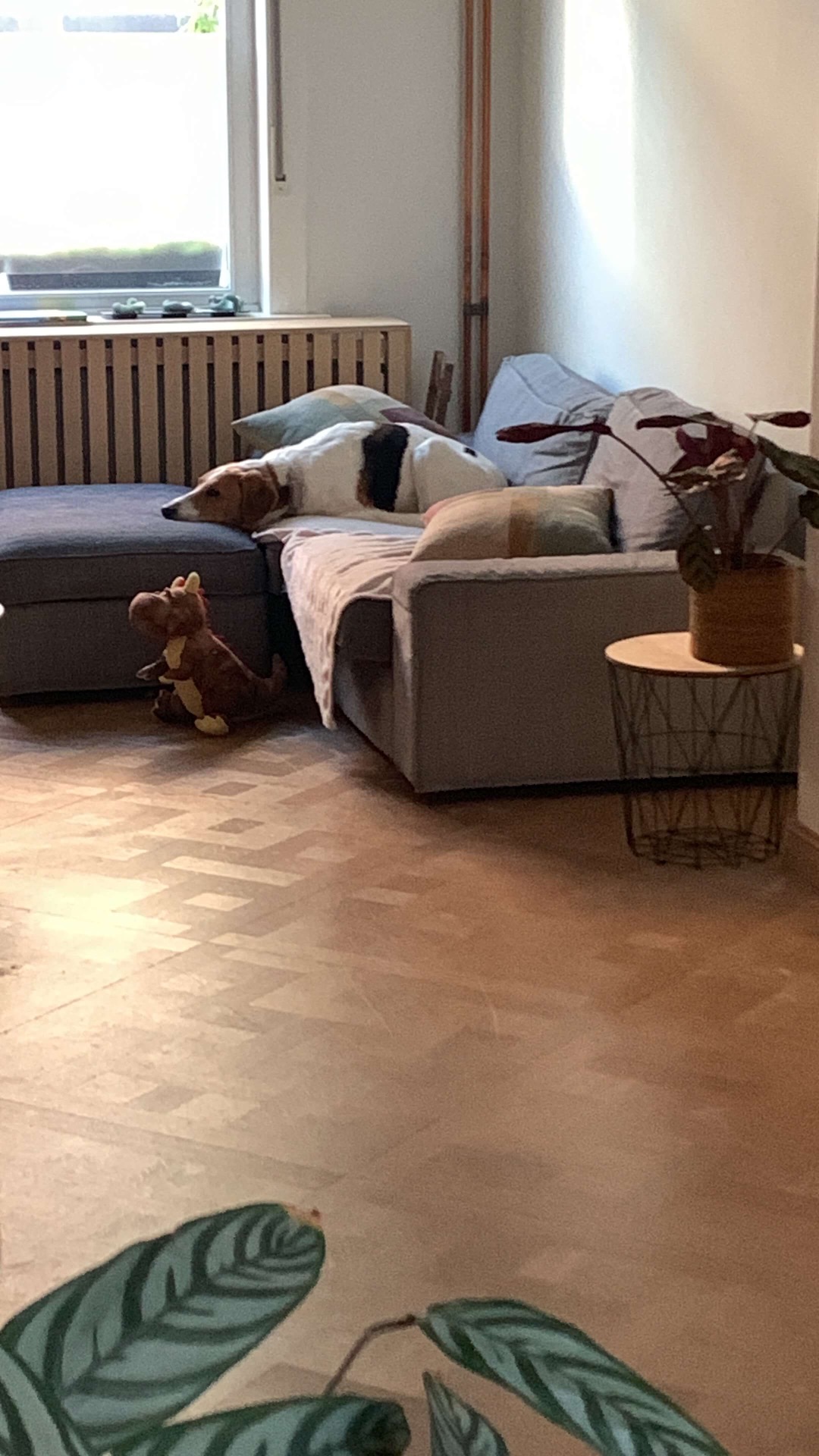 Oppasbuddy Bentley en Dino